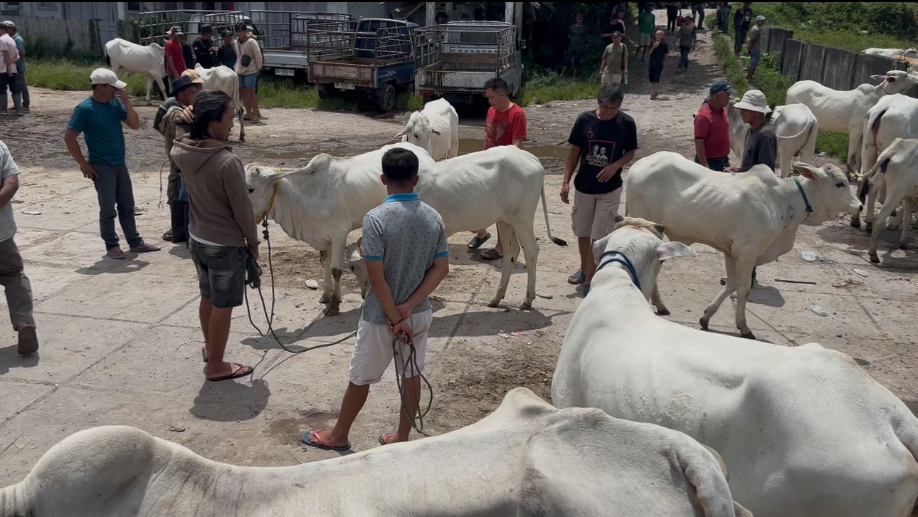 Aktivitas jual beli sapi